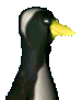 der PisaPinguin (PiPi)